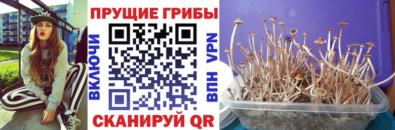Псилоцибиновые грибы GOLDEN TEACHER  Алдан 